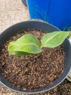 Bananenplant musa basjoo, Ophalen, Minder dan 100 cm, Overige soorten