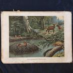 Schoolplaat Noord-Amerikaanse woudbewoners 1924, Ophalen of Verzenden, Natuur en Biologie