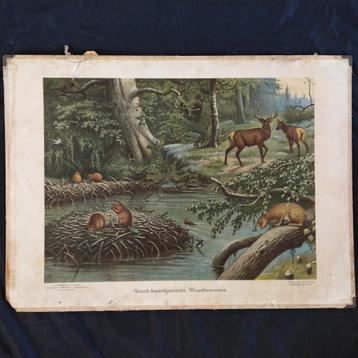 Schoolplaat Noord-Amerikaanse woudbewoners 1924 beschikbaar voor biedingen