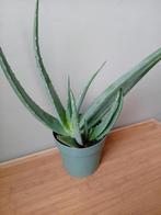 Aloe turqoise vetplant 2 in 1 pot 40cm, Huis en Inrichting, Kamerplanten, Ophalen, Vetplant, In pot, Minder dan 100 cm
