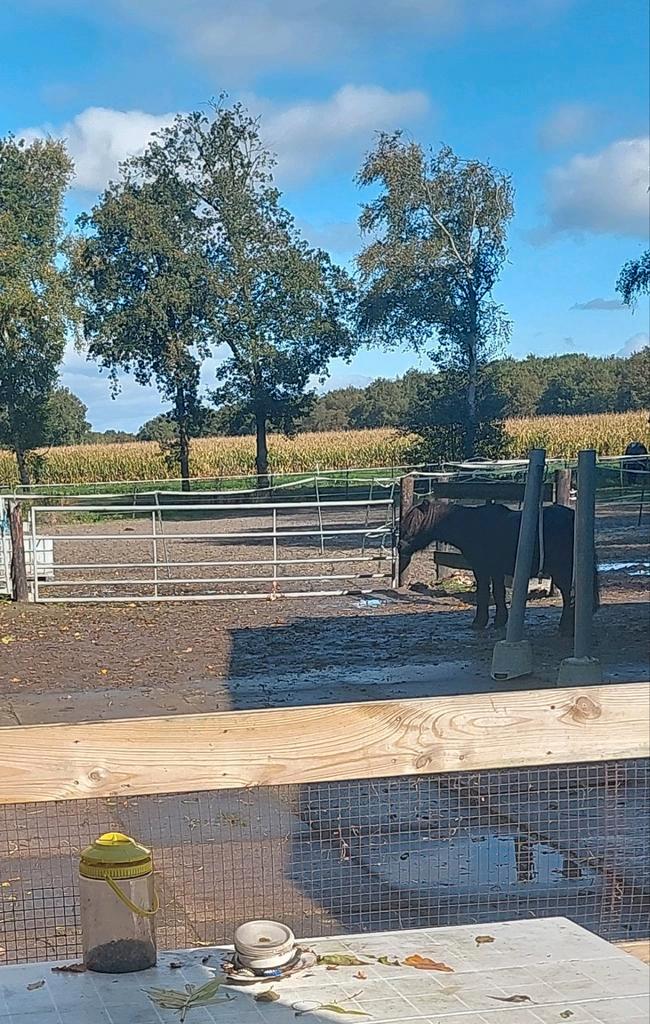Pensionstal/paddock! 1 stal vrij van 2.65x3m., Dieren en Toebehoren, Stalling en Weidegang, Stalling, 1 paard of pony