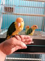 Gezocht vogels om tam te maken., Dieren en Toebehoren, Meerdere dieren, Papegaai, Tam
