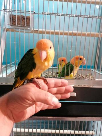 Gezocht vogels om tam te maken.  beschikbaar voor biedingen