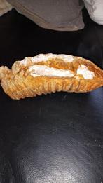 Fossiele kies van een mammoet 25 centimeter, Ophalen of Verzenden, Fossiel