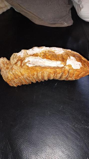 Fossiele kies van een mammoet 25 centimeter  beschikbaar voor biedingen