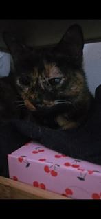 2 poezen zoeken een nieuw huisje, Dieren en Toebehoren, Katten en Kittens | Overige Katten, Poes, Kortharig, 0 tot 2 jaar