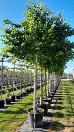 Tilia 'Pallida' ️🌿❗️voorgeleide Leilinde️🌿❗️, Tuin en Terras, Planten | Bomen, Ophalen, Volle zon