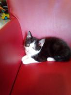 1x Laatste  Kruising Maincoon Kitten van het nestje, Meerdere dieren, Ontwormd, 0 tot 2 jaar