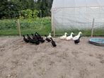 Pekingeenden en kruising Peking eend, Dieren en Toebehoren, Pluimvee, Meerdere dieren, Eend