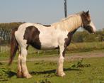 Irish Cob / tinker hengstjes en merrie, Meerdere dieren