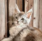 Maine Coon katertje, Meerdere dieren, Gechipt, 0 tot 2 jaar
