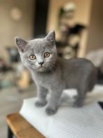 Britse korthaar kittens | nog 2 katers Beschikbaar 12 weken, Kater, Gechipt, 0 tot 2 jaar