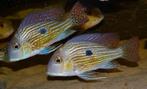 Opzoek naar Geophagus pindare, Dieren en Toebehoren, Vissen | Aquariumvissen, Vis