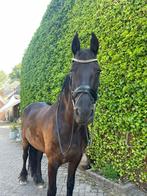 lieve Friese merrie, Merrie, 7 tot 10 jaar