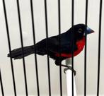 Gezocht Roodborstblauwsnavel (Spermophaga haematina) Pop, Dieren en Toebehoren, Vogels | Overige Vogels, Vrouwelijk, Tropenvogel