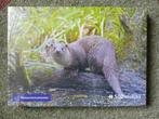 nieuw! legpuzzel otter natuurmonumenten, Ophalen of Verzenden, 500 t/m 1500 stukjes, Nieuw, Legpuzzel