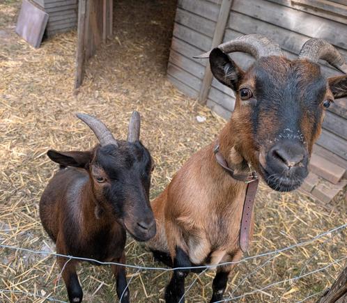 Twee lieve dwerg geitjes beschikbaar, Dieren en Toebehoren, Schapen, Geiten en Varkens, Geit, Vrouwelijk