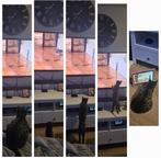 Europese kort haar cypers kleur Twixy 14-06-2024, Dieren en Toebehoren, Katten en Kittens | Overige Katten, Poes, Kortharig, 0 tot 2 jaar