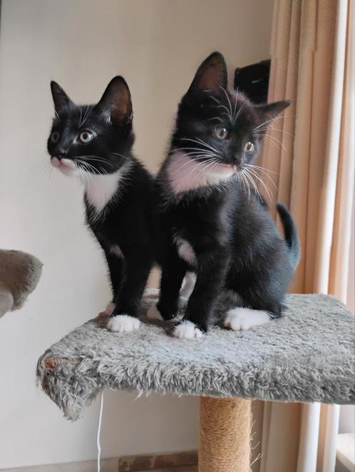 Kittens, Dieren en Toebehoren, Katten en Kittens | Overige Katten, Kortharig, Meerdere dieren, 0 tot 2 jaar