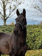 13 jarige fokmerrie spring gefokt, Merrie, Springpaard, Gechipt, Zadelmak