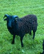 2 Ouessant rammen bruin/zwart 2025, Dieren en Toebehoren, Mannelijk, Schaap