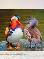 Manderijneenden, Dieren en Toebehoren, Pluimvee, Meerdere dieren, Eend
