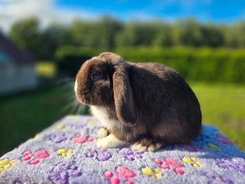Prachtig minilop ram  beschikbaar voor biedingen