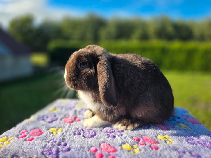 Prachtig minilop ram, Dieren en Toebehoren, Konijnen, Dwerg, Mannelijk