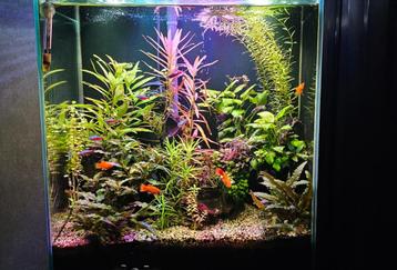 Fluval Edge II Zwart met heel veel toebehoren. beschikbaar voor biedingen