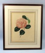 Antieke Litho Camellia Flerida 19e eeuw, Antiek en Kunst, Kunst | Litho's en Zeefdrukken, Ophalen of Verzenden