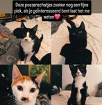 Prachtige, Lieve Kittens !, Meerdere dieren, Ontwormd, 0 tot 2 jaar