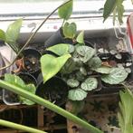 Stekjes, Ophalen, Halfschaduw, Minder dan 100 cm