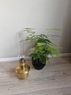 Oude olielamp met glazen kap, Ophalen