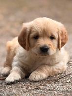 Golden Retriever teefjes–sociaal, zachtaardig, aanhankelijk, Dieren en Toebehoren, Honden | Retrievers, Spaniëls en Waterhonden