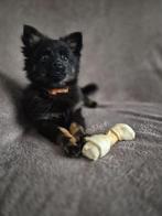 Pomchi pup te koop jongetje, Dieren en Toebehoren, Reu, 8 tot 15 weken, Parvo, Eén hond
