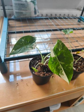 alocasia gageana variegata beschikbaar voor biedingen