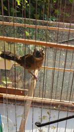 Grote Twatwa. Jongeman. 2 maanden. Topper, Dieren en Toebehoren, Mannelijk, Tropenvogel, Geringd