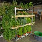 grote partij planten (binnen en buiten) ook per stuk te koop, Tuin en Terras, Planten | Tuinplanten, Ophalen, Overige soorten