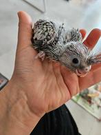 2 HANDTAMME  jonge geparelde/opaline valkparkieten te koop., Dieren en Toebehoren, Vogels | Parkieten en Papegaaien, Meerdere dieren