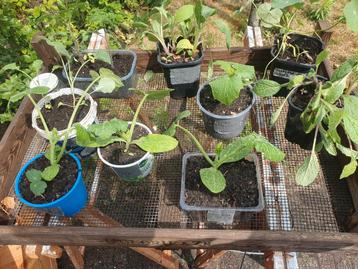 biologische moestuinplanten beschikbaar voor biedingen