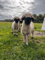 Walliser Schwarznase duo hamels, Dieren en Toebehoren, Schapen, Geiten en Varkens, Mannelijk, Schaap, 0 tot 2 jaar