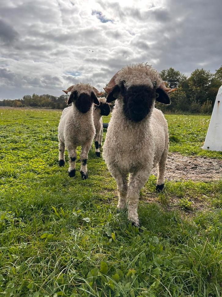 Walliser Schwarznase duo hamels, Dieren en Toebehoren, Schapen, Geiten en Varkens, Schaap, Mannelijk, 0 tot 2 jaar