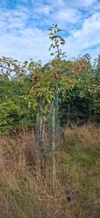 perenboom, Tuin en Terras, Planten | Bomen, Herfst, Overige soorten, 100 tot 250 cm, Ophalen