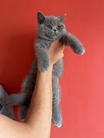 Britse korthaar kittens, Dieren en Toebehoren, Katten en Kittens | Raskatten | Langhaar, Meerdere dieren, Ontwormd, 0 tot 2 jaar