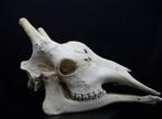 Schedels giraffe skull giraf, Ophalen of Verzenden