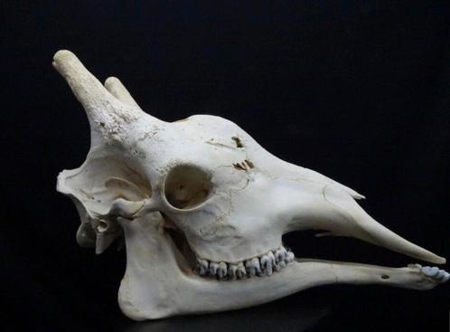 Schedels giraffe skull giraf, Verzamelen, Dierenverzamelingen, Ophalen of Verzenden