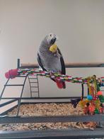 Grijze roodstaart (man), Dieren en Toebehoren, Mannelijk, Papegaai, Pratend