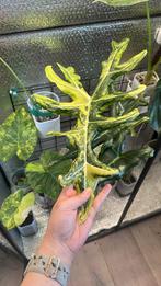 Alocasia Portei Aurea, Ophalen of Verzenden, Overige soorten, Minder dan 100 cm