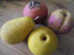 albast, italie, fruit, waarheids getrouw fruit in albast, Ophalen of Verzenden