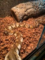 9 Python’s, Dieren en Toebehoren, Reptielen en Amfibieën, Slang, 0 tot 2 jaar